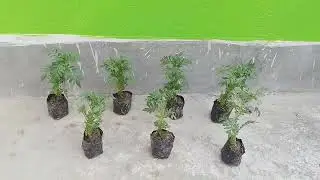 #New gardening journey 💗| beginner| learning with the help of you tube 💗| show my experience 😀..