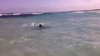 Great white shark Munglinup W.A