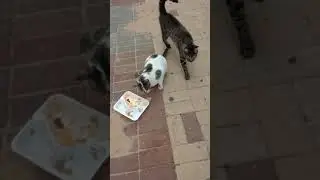 Дворовые коты покушали. Stray cats after dinner. Gatos graciosos. Kucing lucu. Lustige katzen. 面白い猫.