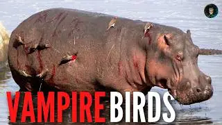 The Tick-Eating Birds That Secretly Drink Blood! 🐦😲