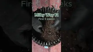 Royal Queen Seeds&rsquo; Milky Way F1 [First Weeks 🌱]