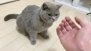 Affectionate British Shorthair Cat Follows Me Around