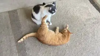 Cats hugging and wrestling