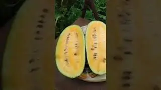 mini watermelon harvest, are they ripe and ready?