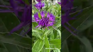 Mountain Bluet
