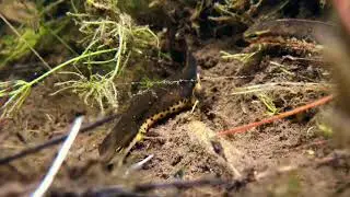 Eastern Newt Mating Display