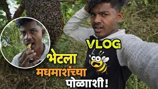 मोहळ काढायला गेलो | गावाकडचा vlog | मराठी माणूस 