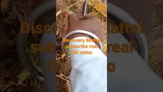 1858 coin discovery