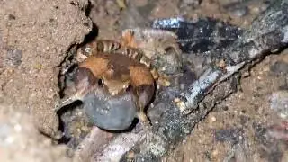 Frog mating call in rainy night #sphaerotheca #amphibian