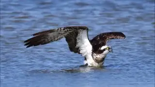 Kouklia Wetlands ~ CYPRUS WETLANDS Video ~ AMAZING Bird Watching in Cyprus Island