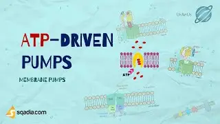 Membrane Pumps | ATP-Driven Pumps