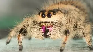 Regal jumping spider (Phidippus regius) hunting