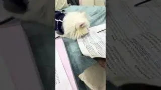 Even Pixey my cat goes to sleep , when made to study