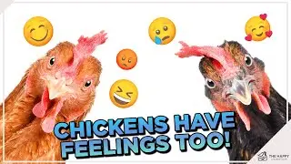 Chickens Have Feelings Too: The Emotional World of Poultry