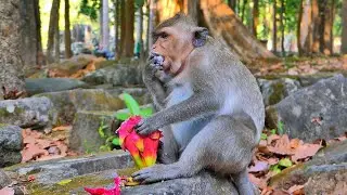 Best Clip! Feeding Time Makes the Monkeys So Happy 🐒🍎, | AmberTroop