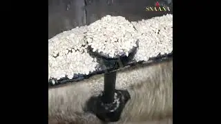 Making of Watermelon seed Cold Pressed Oil at SNAANA