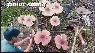 WOW!! Seperti Menemukan harta karun #jamurtrucuk #petualangan #jamurbulan #musimjamur 