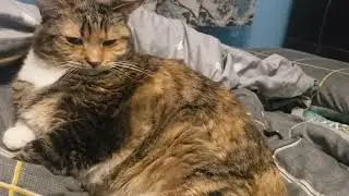Pure Bliss: Watch This Cat Enjoy the Ultimate Brushing Session!