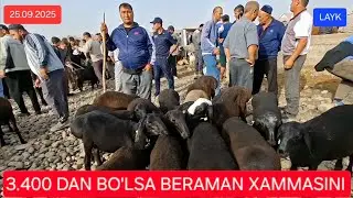 SARIOSIYO PAYSHANBA MOL BOZORI QO'Y QO'ZI NARXLARI 25.09.2025