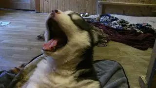 Siberian Husky Puppy Howls and makes Cute Sounds