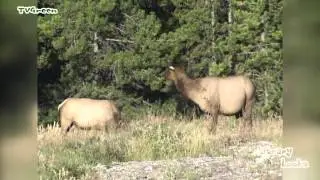 wapiti - elk - cervus canadensis - hind & calves