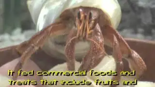 Camoesian Geographic !! Caribbean Hermit Crab ~ PLKCTSLPS Campus TV 2010-11