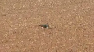Kiebitz Vanellus vanellus