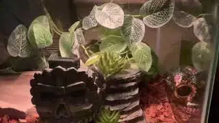 Baby Mexican Black King Snake exploring