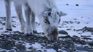 Nature&rsquo;s Ultimate Arctic Survivor