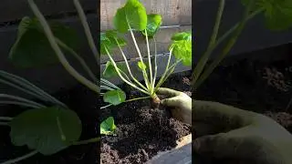 Growing real wasabi in a backyard garden