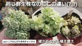 [371][多肉植物]大きくなれない子は何かおかしい🤔2026年1月15日