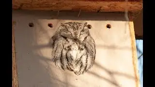Bella Nest Cam