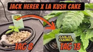 Cannabis DWC Grow Update 🌱 Jack Herer & LA Kush Cake nach 9 Tagen (Hydroponics Setup)