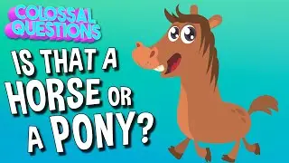 What’s The Difference Between Horses And Ponies? | Spirit Riding Free presents COLOSSAL QUESTIONS
