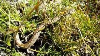 Vipera ursinii ursinii