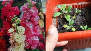 #shopee Demand Agro seeds Stocks Double Perfection mix review