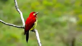 crimson-mantled woodpecker, Colaptes rivolii, Serran&iacute;a del Perij&aacute;, Northern Colombia Birding Trail