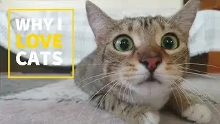 Why I Love... Cats! - Cats Being Hilarious