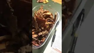 RU BIO 202 - Lab 9: Natural Selection and Sexual Selection