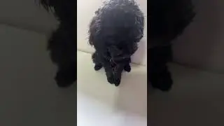 Olive wanted to join in on this trend #cavoodlepuppy #adorable #dog #fyp