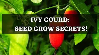 Ivy Gourd | Coccinia Grandis |  Seed Grow Secrets!
