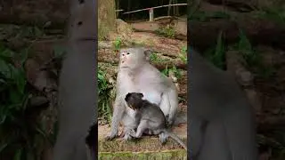 Baby Monkey Cinn Free All Times For Drink Fresh Milk Of Mom Cruella