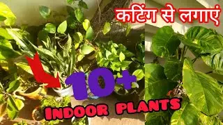 indoor plants cutting se lagane vale 10+ plants money plant care all plants care 
