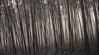 Тихий бамбуковый лес, где время замирает 🌿 | Спокойная музыка для сна, учёбы и умиротворения