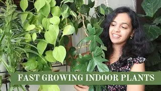 My Fast Growing Indoor Plants | Easy Caring Fast Growing Indoor Plants