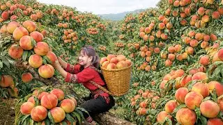 Harvesting 777+ America Hybrid Peach for Sale | You Will Not Believe This Harvest Way | HURRY UP