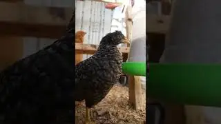 0805 WK5 // MYSTERY // DAILY OLIVE EGGER CHICK GROWTH