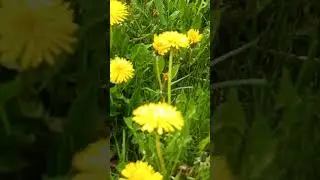 City of Toronto Blooms