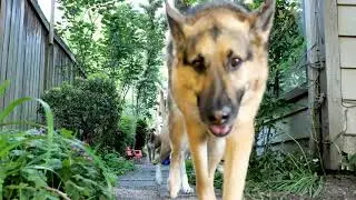 Yard Fun!