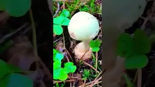 #funny #природа #nature #joke #цікаве #relax #приколи #гриби